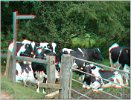 a_cows
